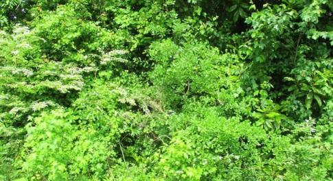 Wooded