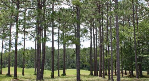 Castlebrook Way Homesite
