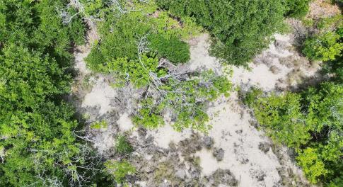 1621 Sandpiper Photo (6)