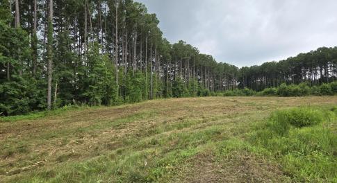 Morganshire-Lot 50