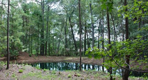 Nature and Pond View