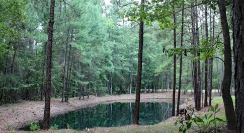 Pond view