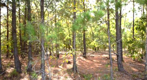 Mill Road Jackson Springs