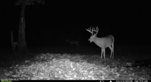 Trail Cam Shot