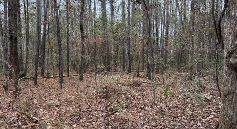 All Wooded