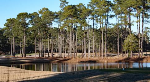 Tiger's Eye Views