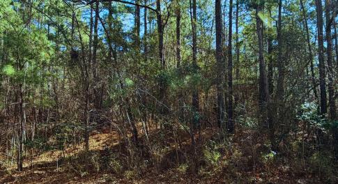 883 Loblolly As Seen From Road