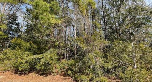 Lot 38 Cedar Find pic