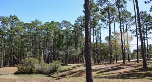 Barrington Place Water and Golf Homesite