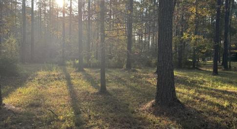 morning view