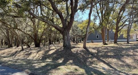 Beautiful Live Oaks