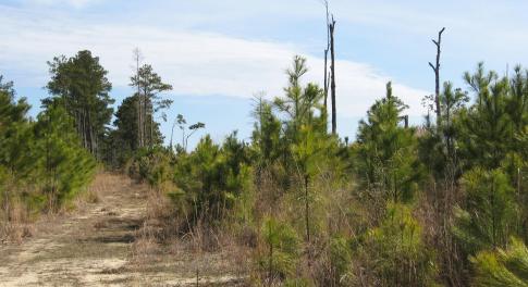Land View