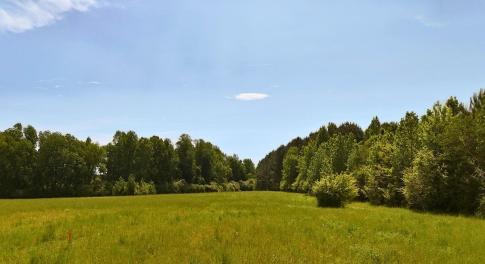 1. Primary Image