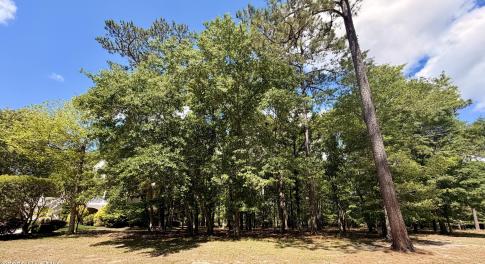Front of Site