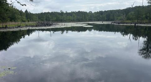Pond View