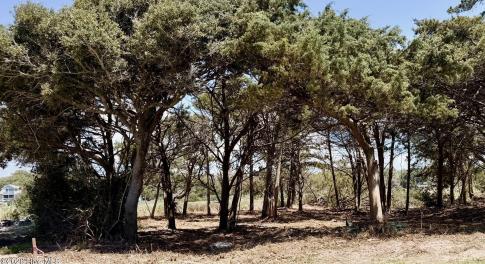 Recently Cleared Underbrush