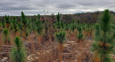 7Lk.LL.saplings2