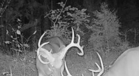 Trailcam pic