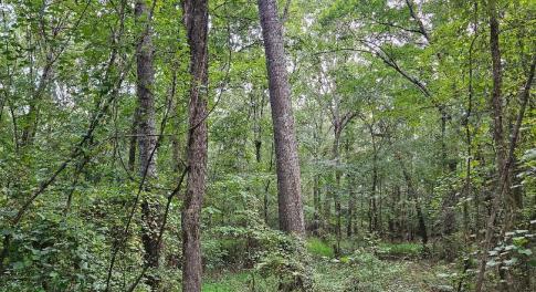 chriscoe.east.tr.woods