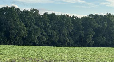 Crops