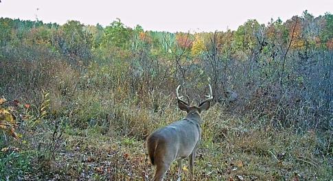 PTM trail cam
