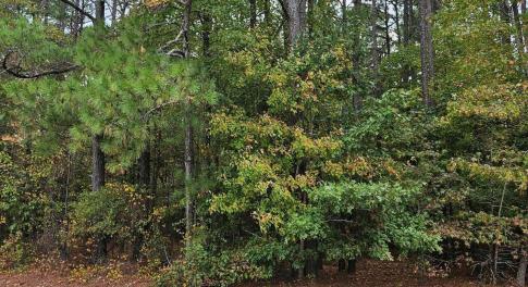 PIC of Road Ft LAND 20251021_171720