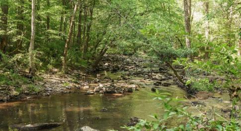 Dry Creek 2024-05-03 131219