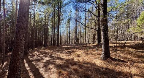 11901 - Sunburst building site