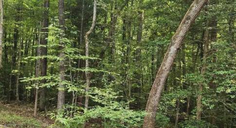 111 White Horse Drive, Vacant Lot