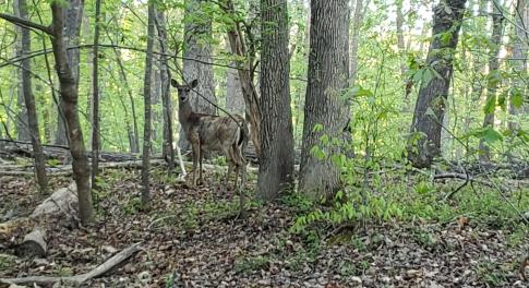 Deer