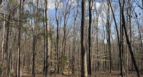 Wooded