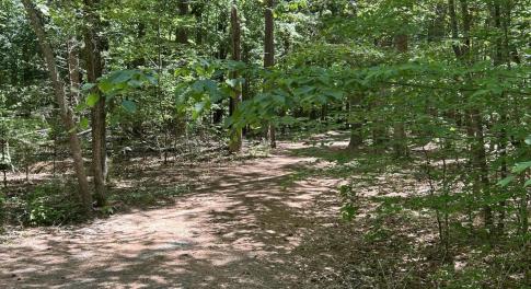 forest