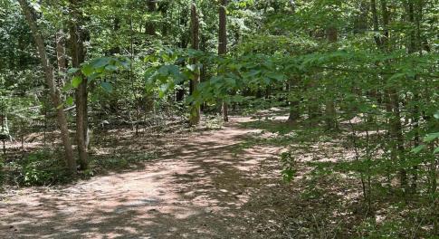 forest