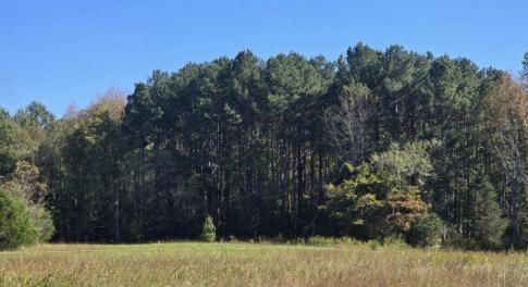 Best hillsborough land realtor