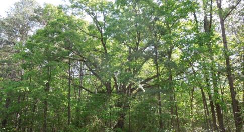 Old White Oak