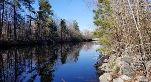 Dismal Swamp Canal View looking North
