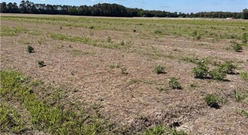 Stunning Vacant Lot Ready For A Home!