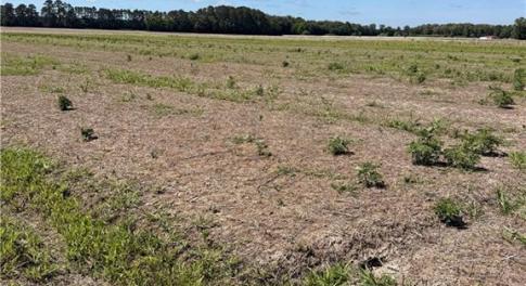 Stunning Vacant Lot Ready For A Home!