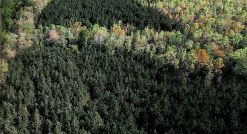 Thick in pines