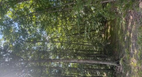 Woods