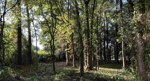 View of local wilderness
