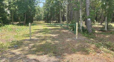 View of local wilderness