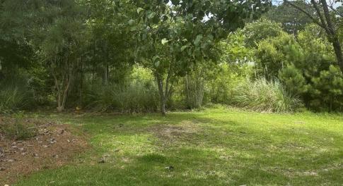 View of green lawn