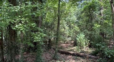 View of woods