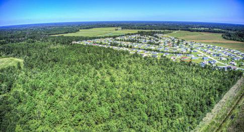 Drone / aerial view of a forest