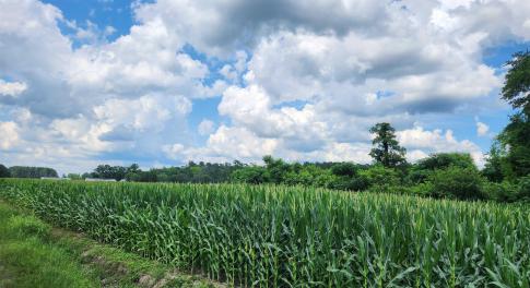 View of local wilderness with rural landscape and