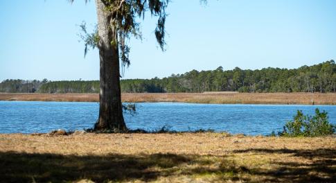 Water view with a forest