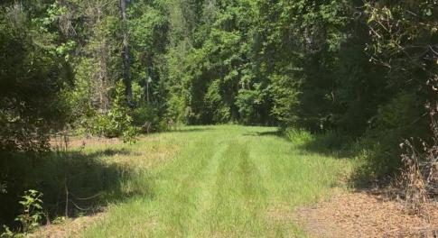 View of yard with a view of trees