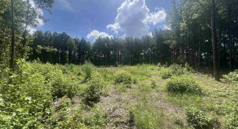View of woods