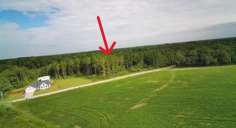 Drone / aerial view of a forest